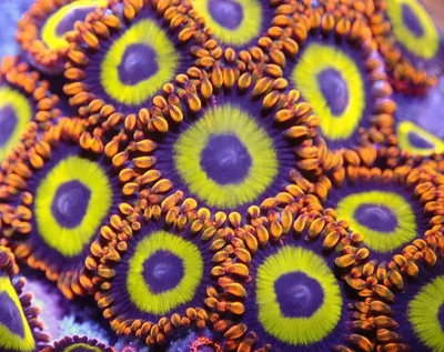 citrus rings thumbnail